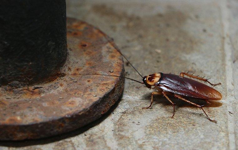 american cockroach in basement