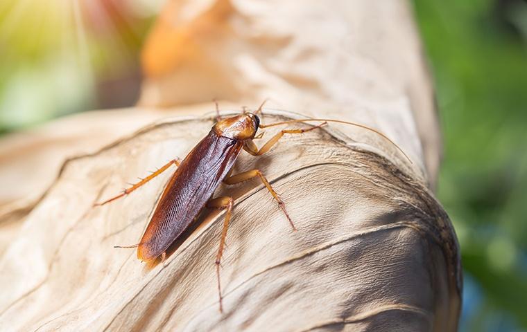 american cockroach on a dried up leaf