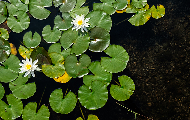 lily pads in pond