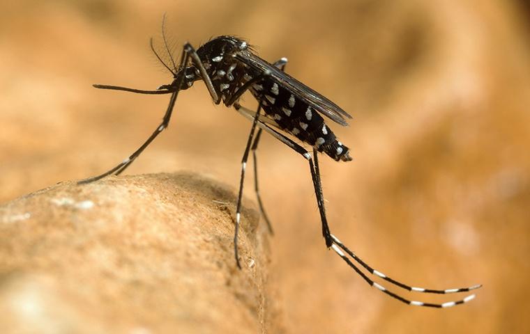 an asian tiger mosquito standing on a dried leaf