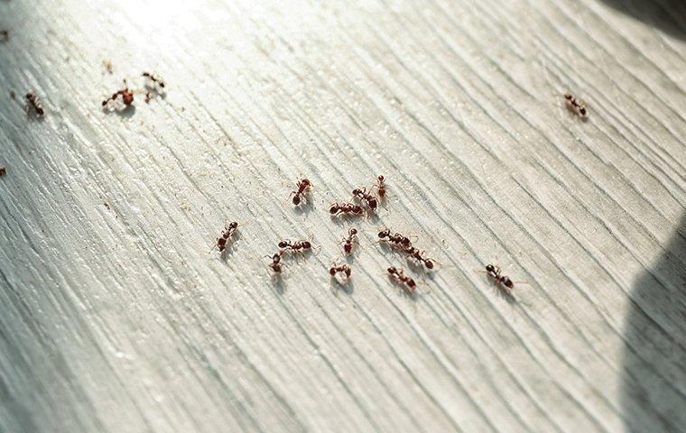 a colony of ants crawling on the kitchen floor