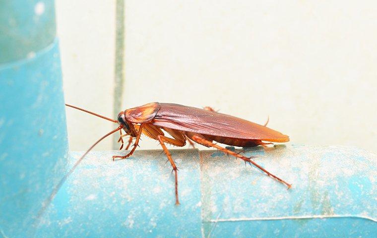 an american cockroach crawling in a basement in reno