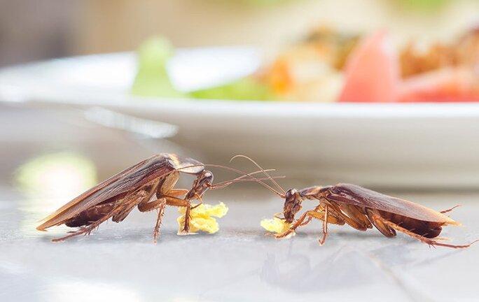 cockroaches eating food