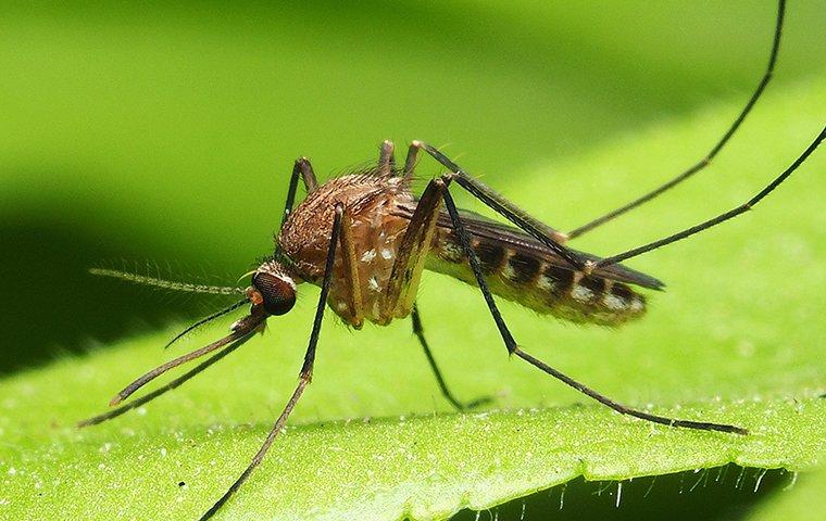 a mosquito perched on a leaf