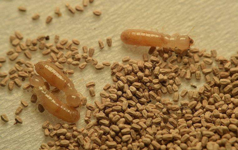three termites around frass