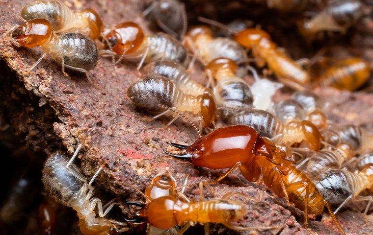 a large group of termites on wood