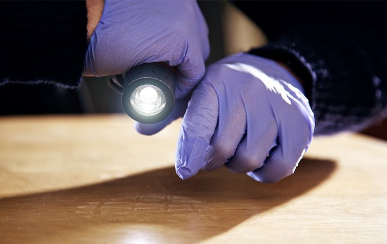 a tech with a flashlight in gloved hands inspecting