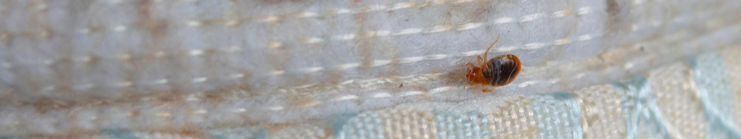 bed bug crawling along edge of mattress