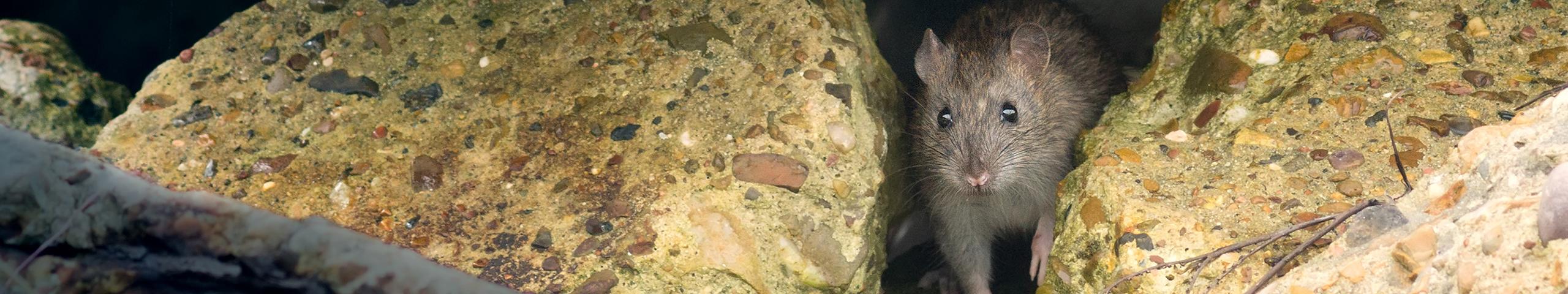 a rat peaking out between two rocks