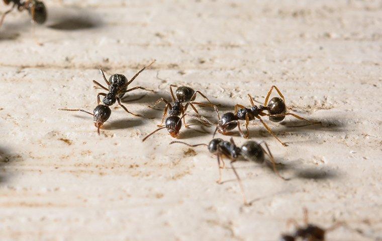 little black ants searching for food in home