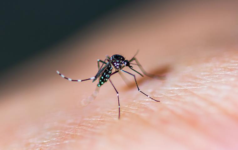 a mosquito biting a persons finger