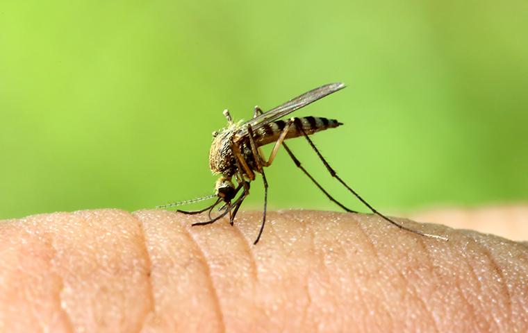 a mosquito biting a persons finger