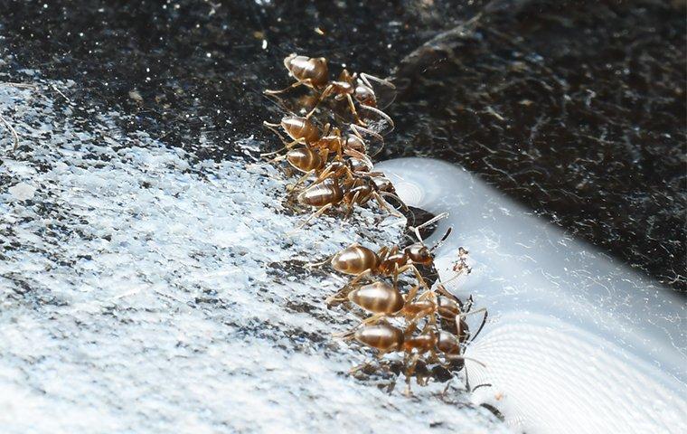 odorous house ants eating sugar water