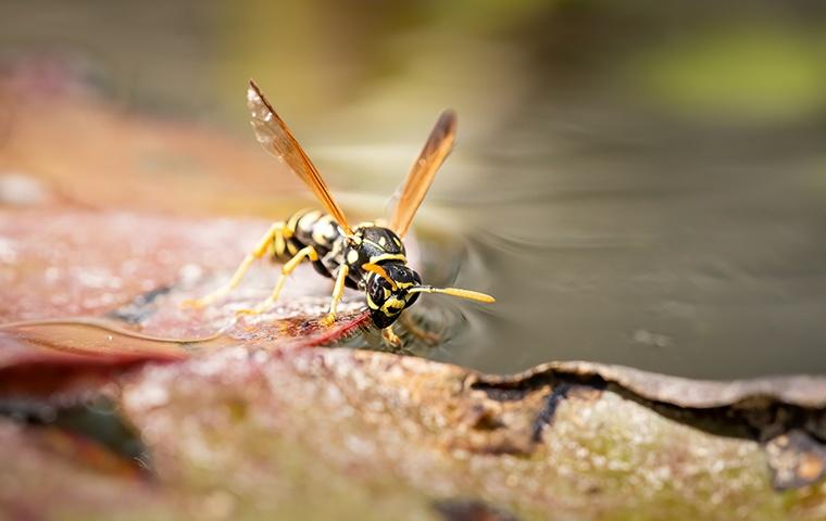 a paper wasp standing on a dead leaf and drinking from a puddle