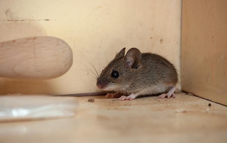 a mouse crawling on a kitchen counter