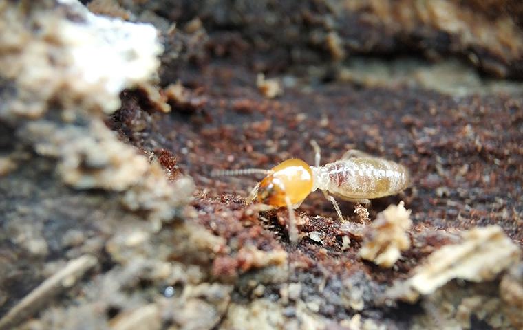 Termite Control In The Home Signature Home Inspection
