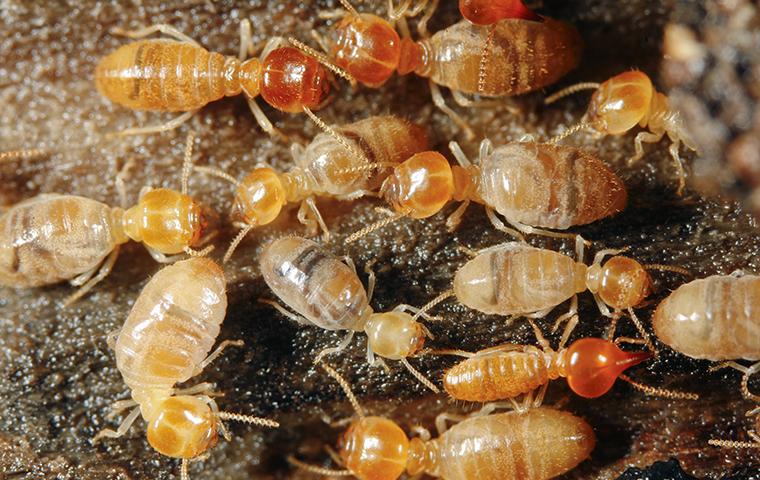 dozens of termites crawling on damaged wood