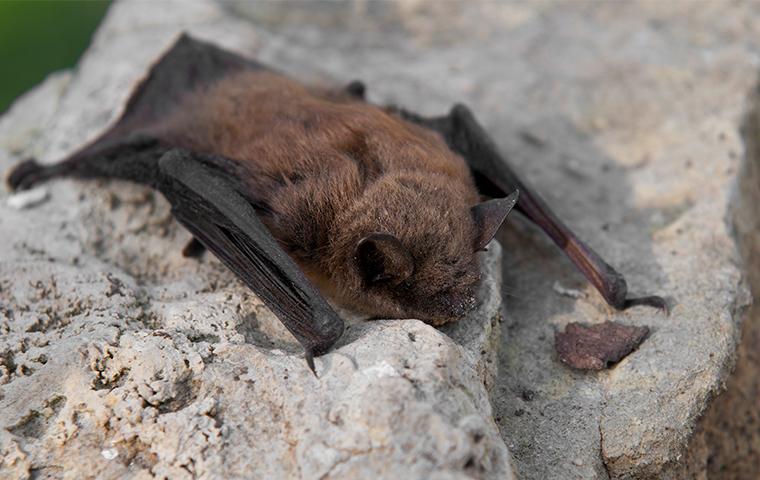 a bat resting on a stone wall outside of a home