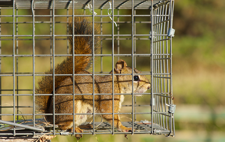 a squirrel in a live trap