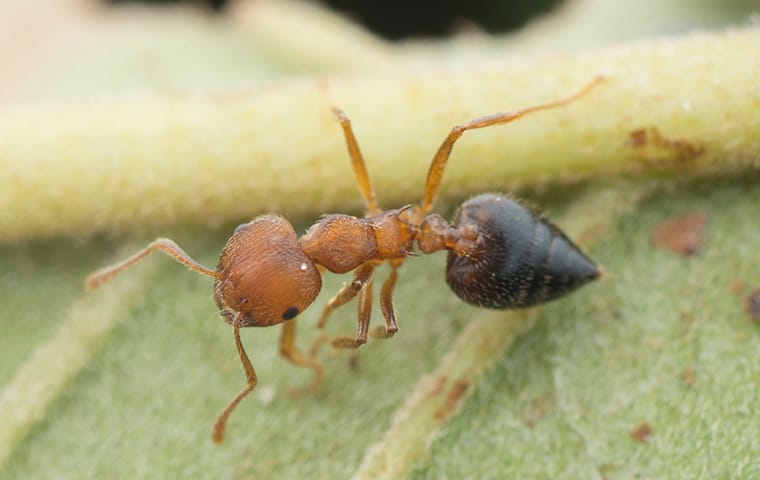 ants on a leaf