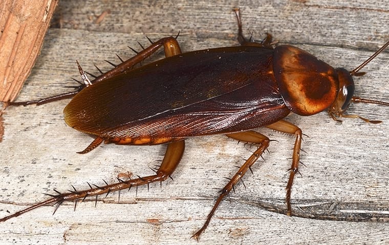 how do cockroaches get in your house