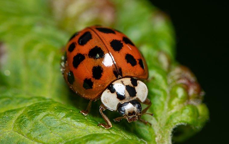 asian lady beetle eating a leaf