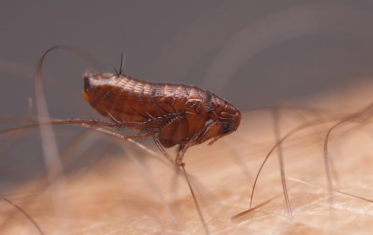Learn About Biting Pests a flea crawling on a persons arm in their home in chesapeake virginia