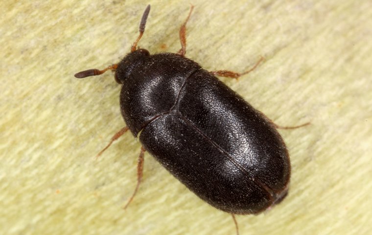 carpet beetle on counter