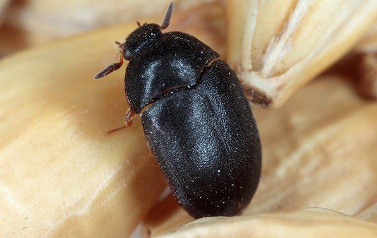 black carpet beetle crawling on rice