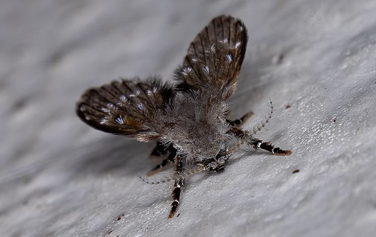 a gray drain fly in a house