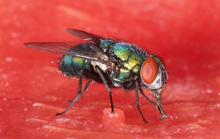 a bottle fly on a piece of watermelon