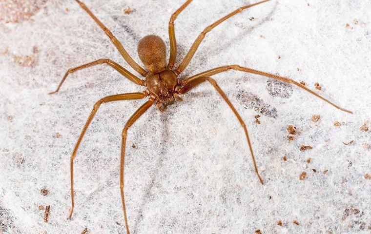 Brown recluse spider in a basement.