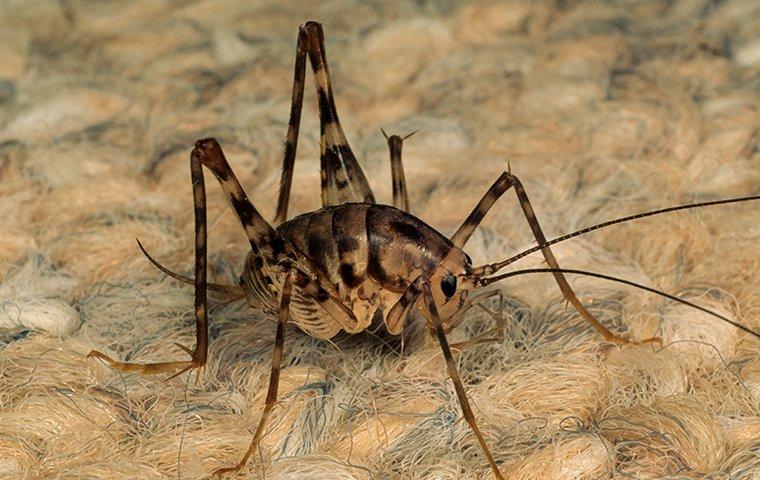 a camel cricket crawling on a rug in a home