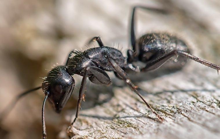 carpenter ants crawling and chewing on wood