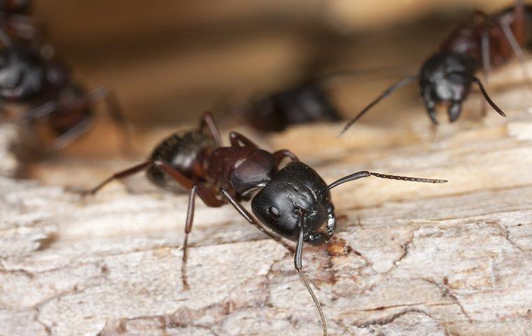 a colony of carpenter ants on wood
