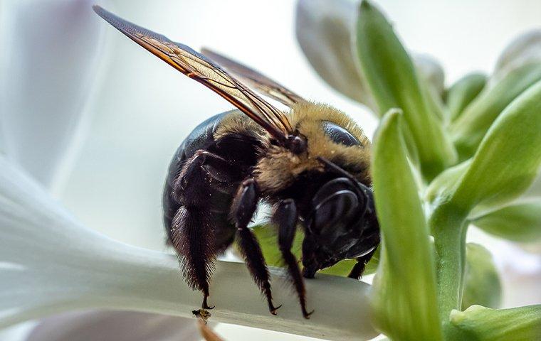 a carpenter bee that landed on a white petunia