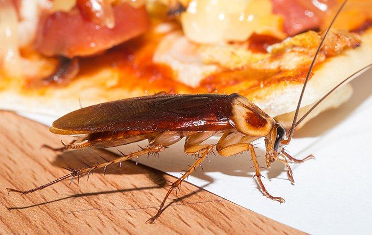 a cockroach crawling near food