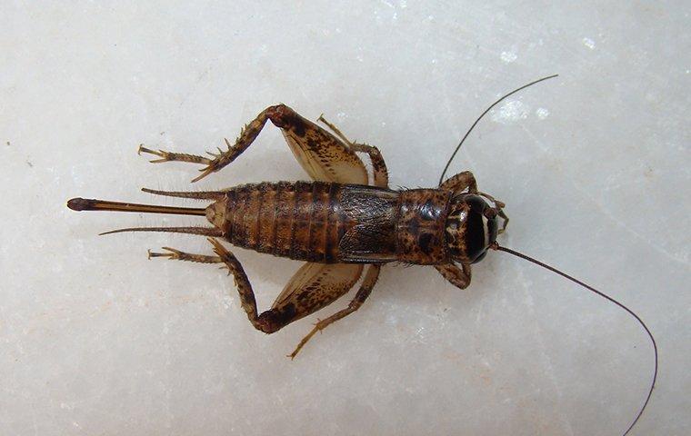 a cricket crawling on a kitchen counter