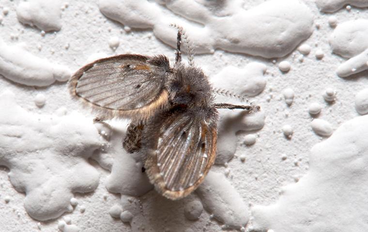 drain fly on bathroom wall