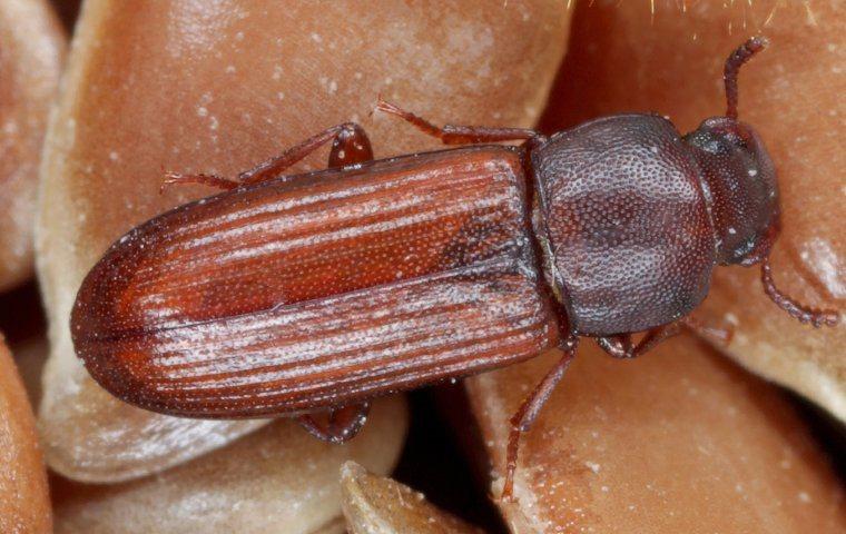 a close up of a flour beetle
