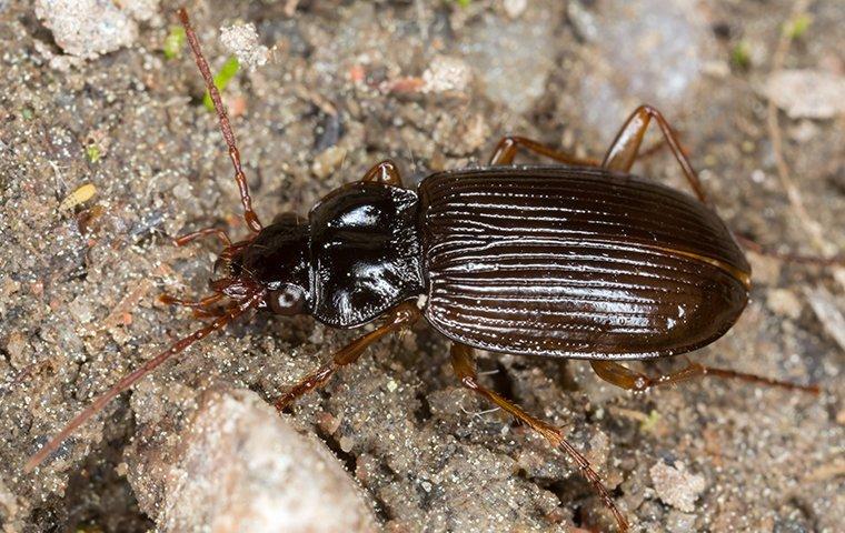 a ground beetle crawling on the ground