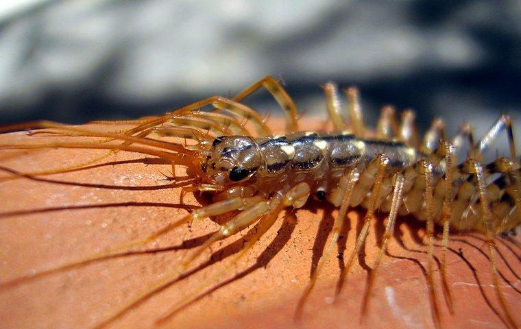 a centipede in a basement