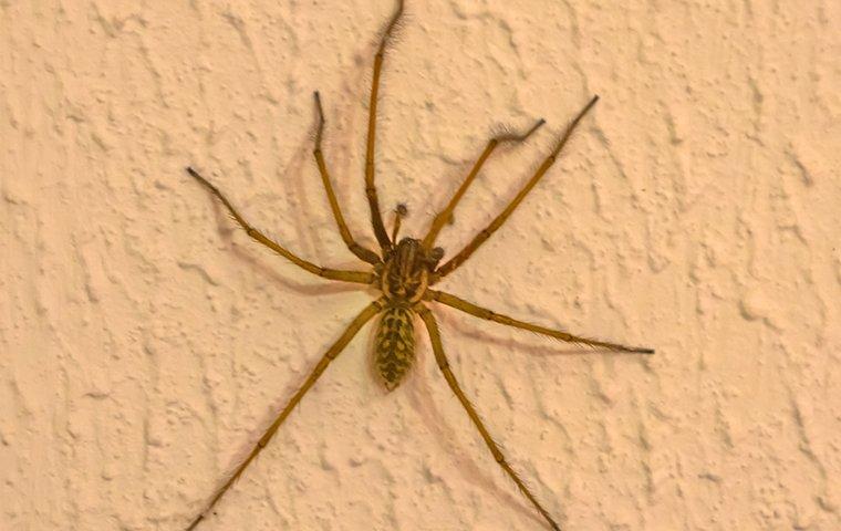 a house spider climbing on a wall