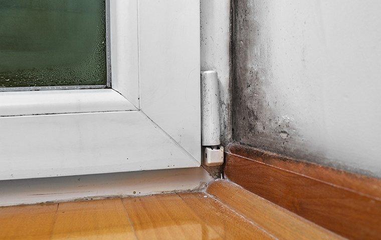 moisture damage along a window frame