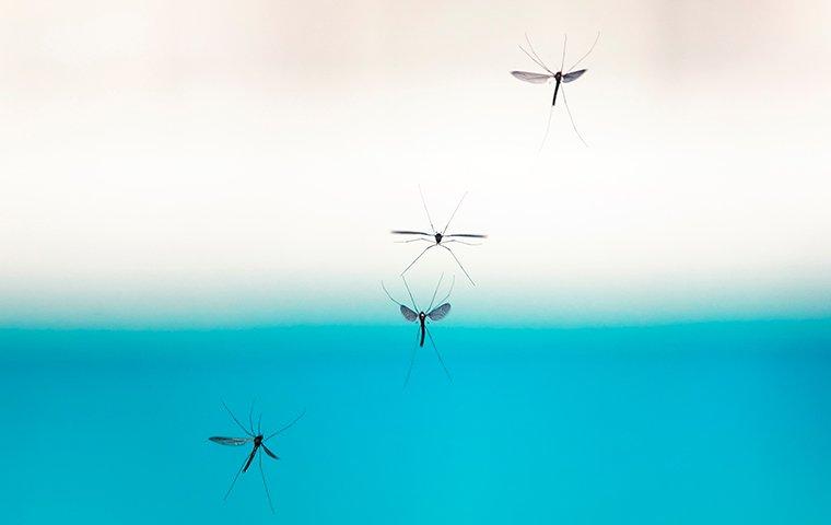 mosquitoes flying in a backyard near a pool