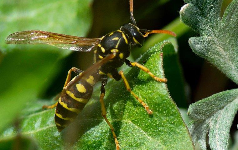 a paper wasp on a plant leaf