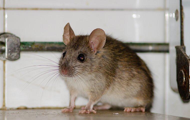 a roof rat infestation inside of an elizabeth city north carolina home