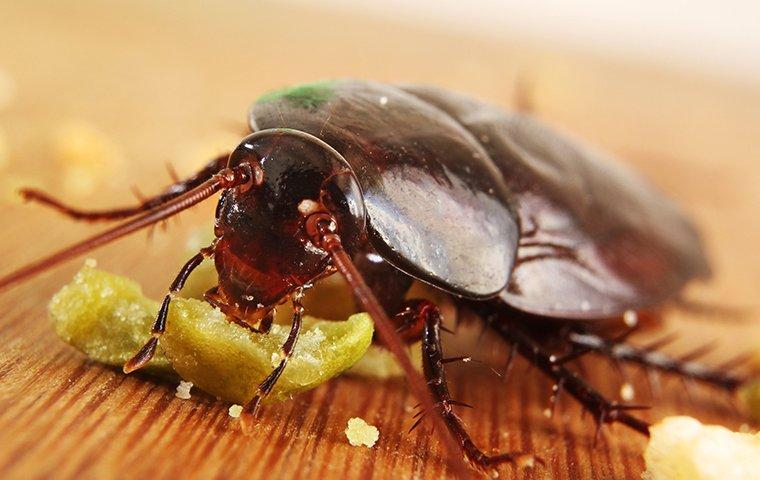 a smokey brown cockroach eating food