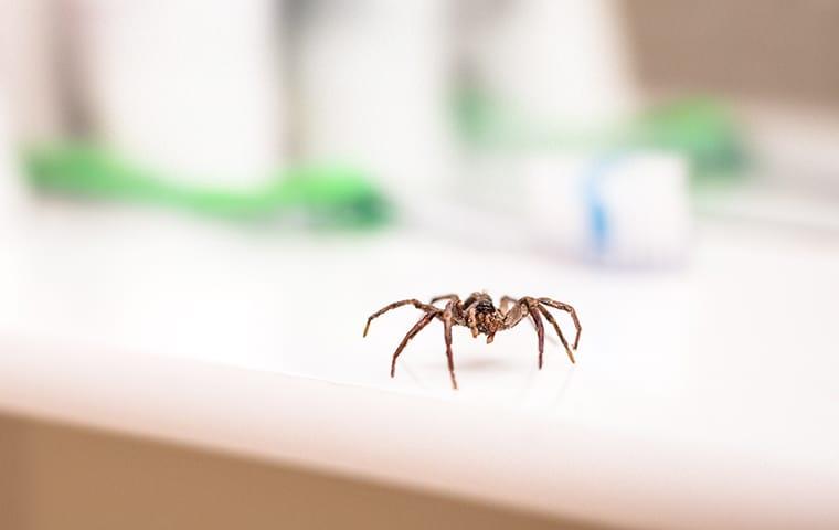 a spider on a counter in a home in elizabeth city north carolina