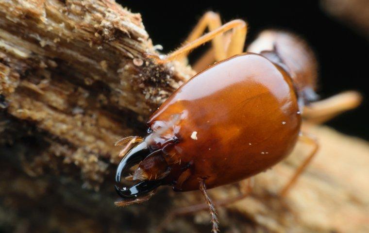 a termite crawling and chewing on wood